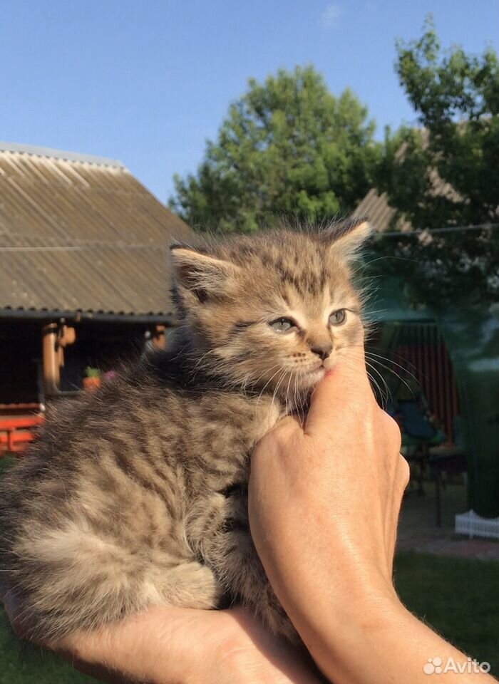 Отдам котяток купить на Зозу.ру - фотография № 8