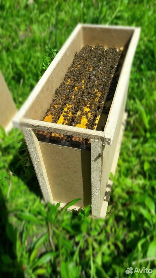 Пакеты пчёл купить на Зозу.ру - фотография № 1