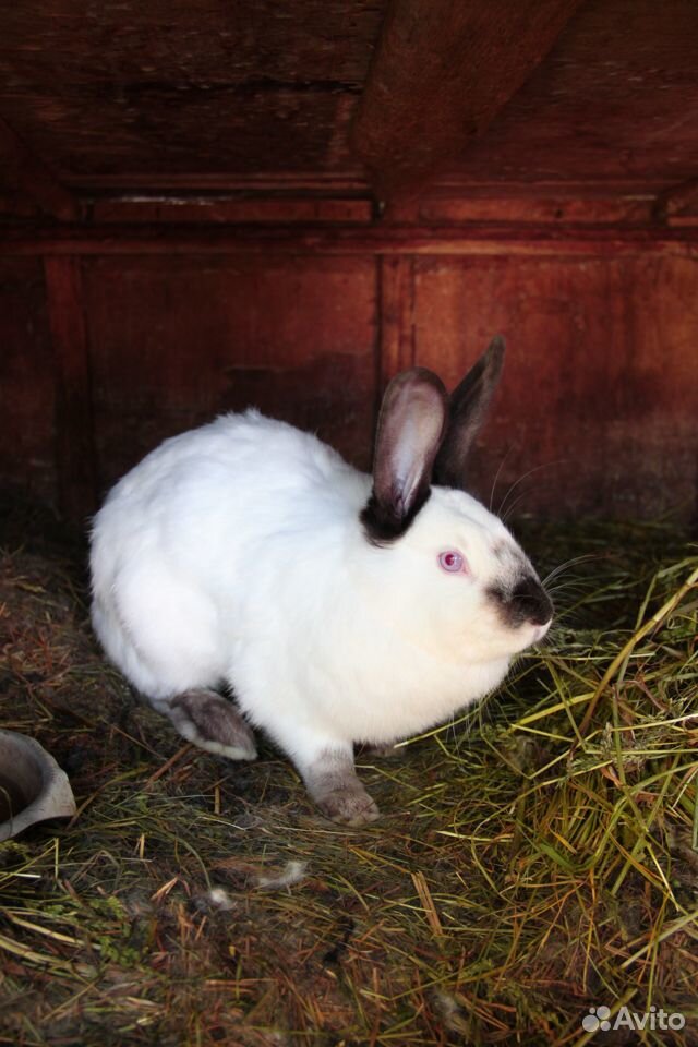 Калифорнийский кролик купить на Зозу.ру - фотография № 3