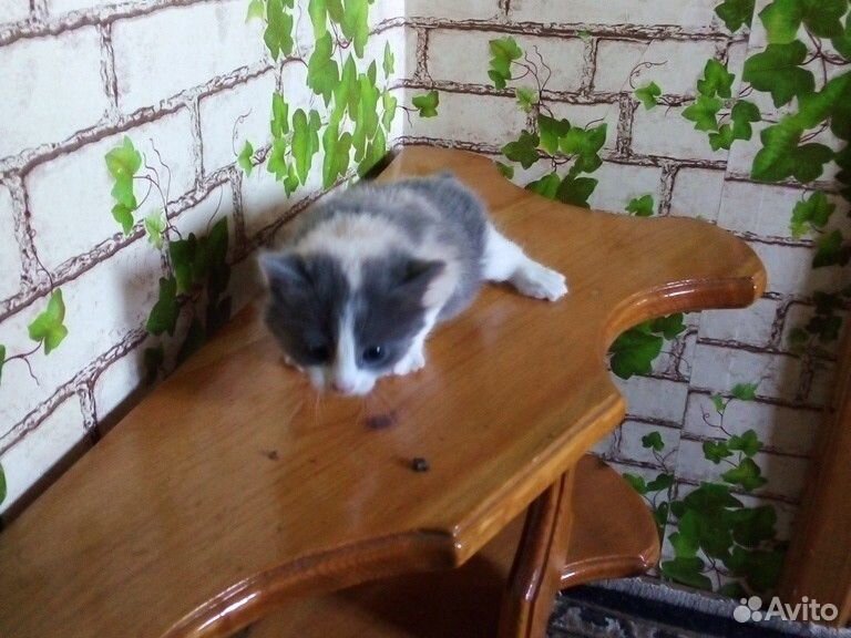 Милый котенок купить на Зозу.ру - фотография № 2