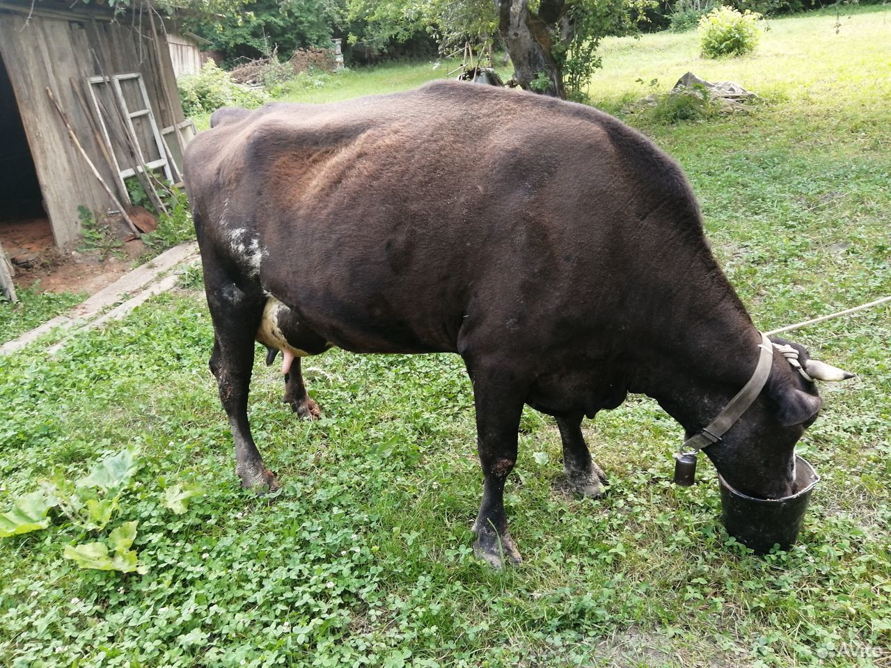 Корова и бык купить на Зозу.ру - фотография № 7