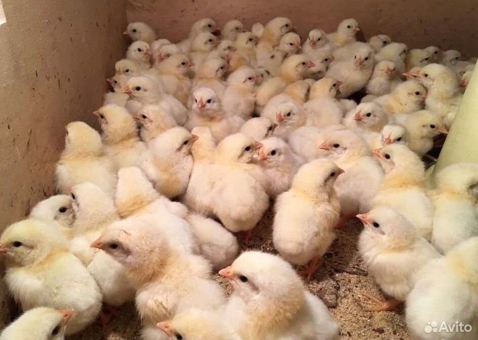Продам бройлерных цыплят купить на Зозу.ру - фотография № 1