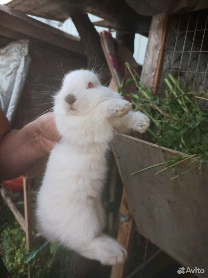 Маленькие кролики купить на Зозу.ру - фотография № 7