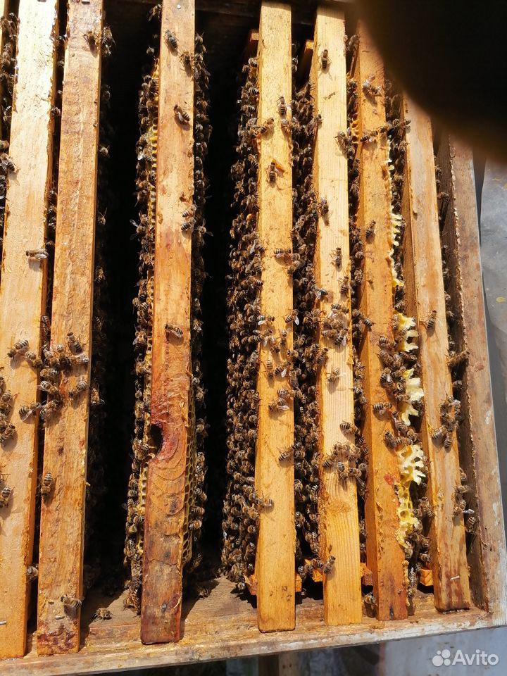 Продам пчелосемьи - карника и карпатка купить на Зозу.ру - фотография № 2