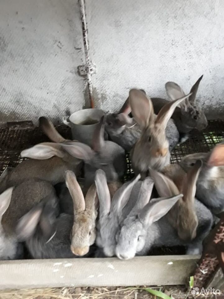 Кролики 2 месяца купить на Зозу.ру - фотография № 2