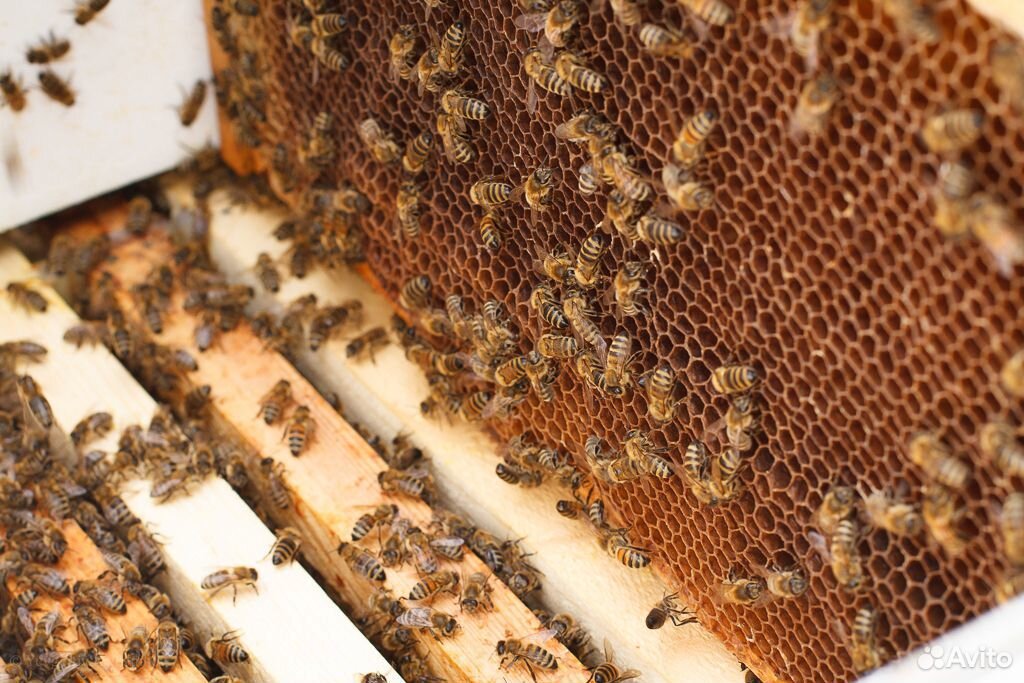 Пчелосемьи в комплекте с магазинами купить на Зозу.ру - фотография № 1