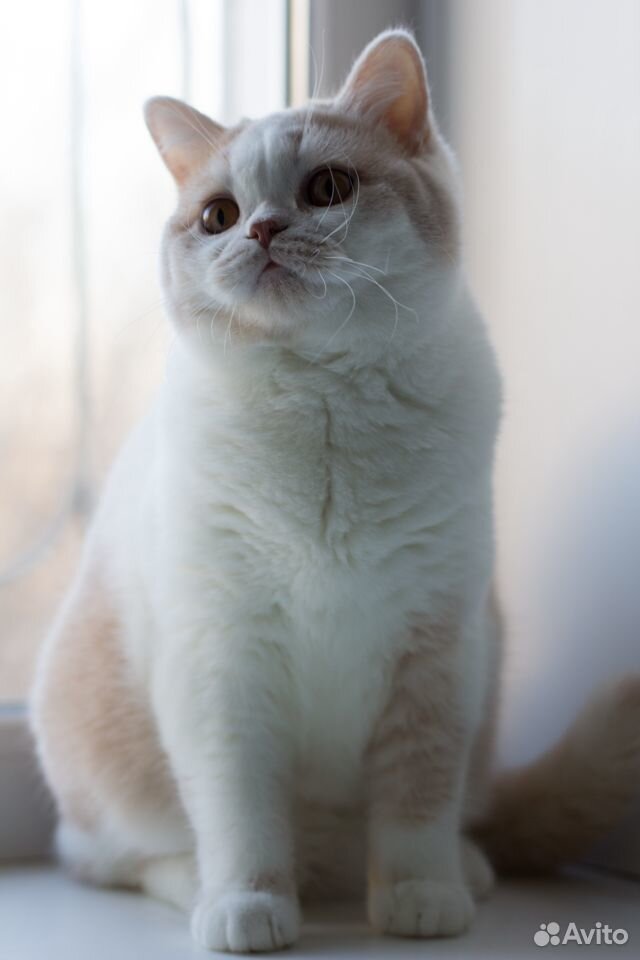 Британская кошка Дора купить на Зозу.ру - фотография № 2