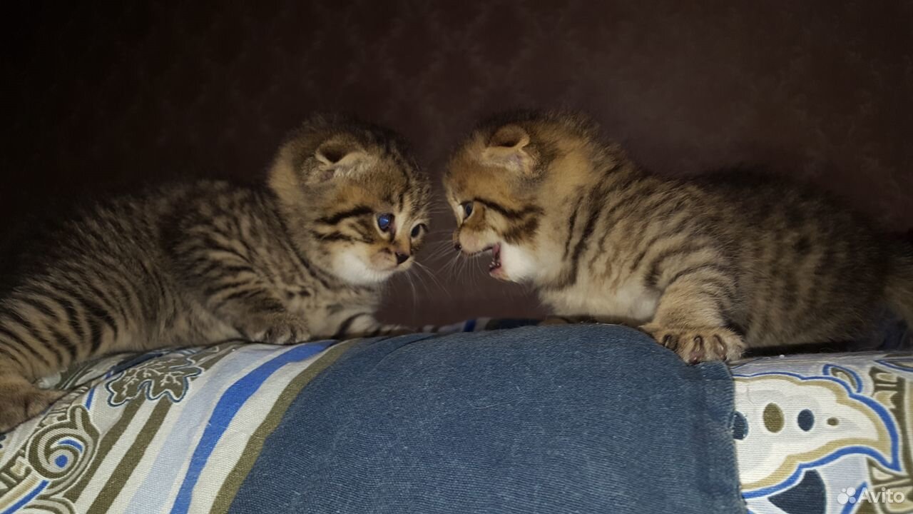 Вислоухие котятки купить на Зозу.ру - фотография № 6