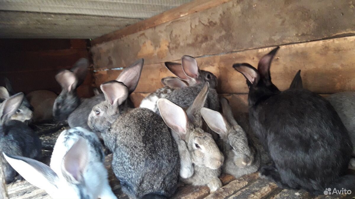 Кролики по 3 месяца купить на Зозу.ру - фотография № 2