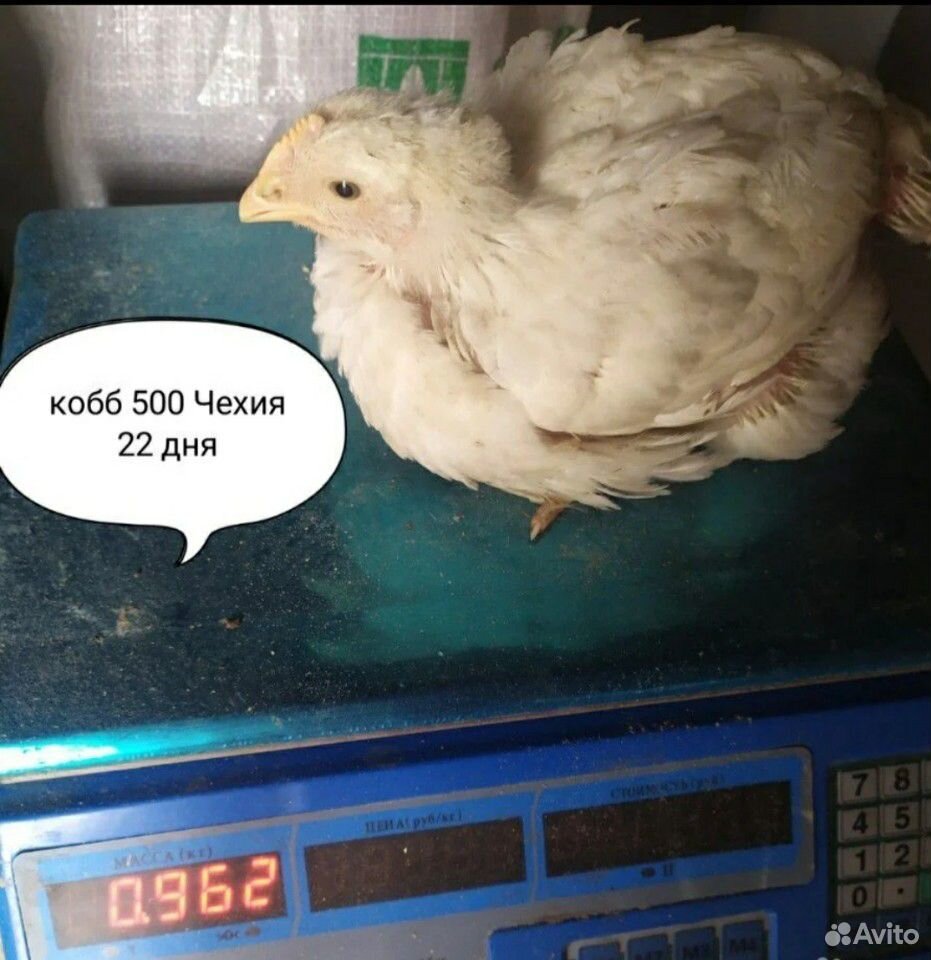 Подрощенные Бройлерные цыплята Кобб 500 купить на Зозу.ру - фотография № 2