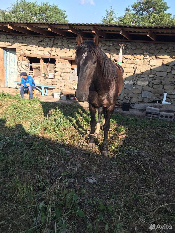 Лошадь Алгъыш купить на Зозу.ру - фотография № 2