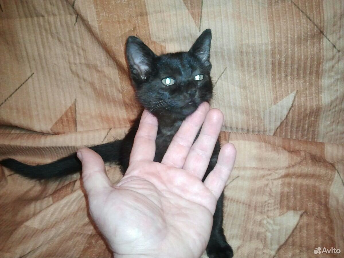 Котик самец в добрые руки купить на Зозу.ру - фотография № 2