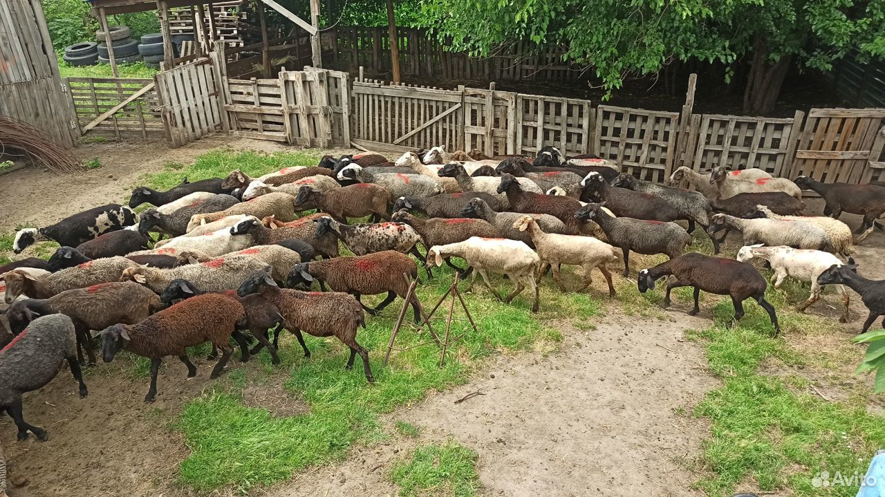 Овцы 70 голов купить на Зозу.ру - фотография № 1