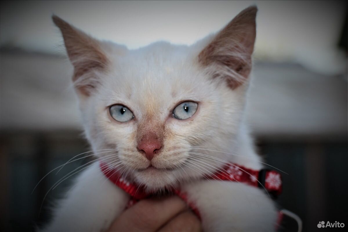 Голубоглазый котенок в добрые руки купить на Зозу.ру - фотография № 1