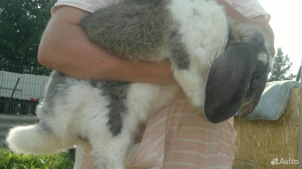 Французский баран кролики купить на Зозу.ру - фотография № 1