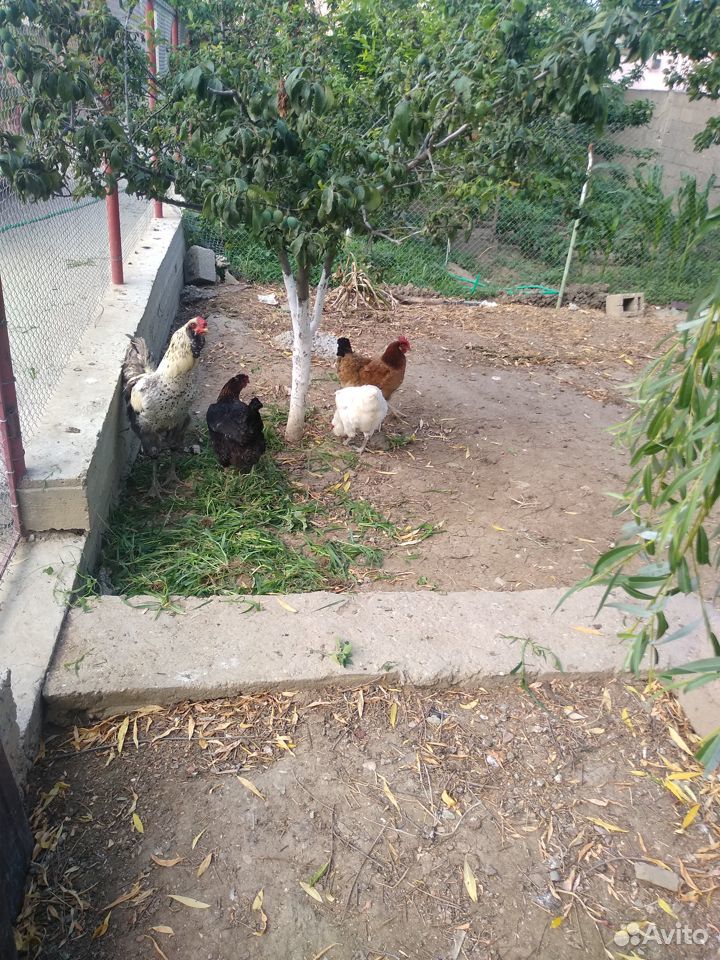 Домашние куры,с цыплятами купить на Зозу.ру - фотография № 7
