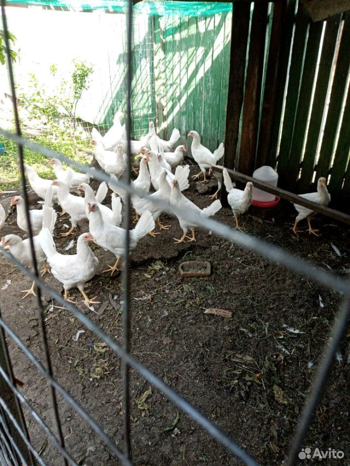 Продам петухов, цыплят купить на Зозу.ру - фотография № 10