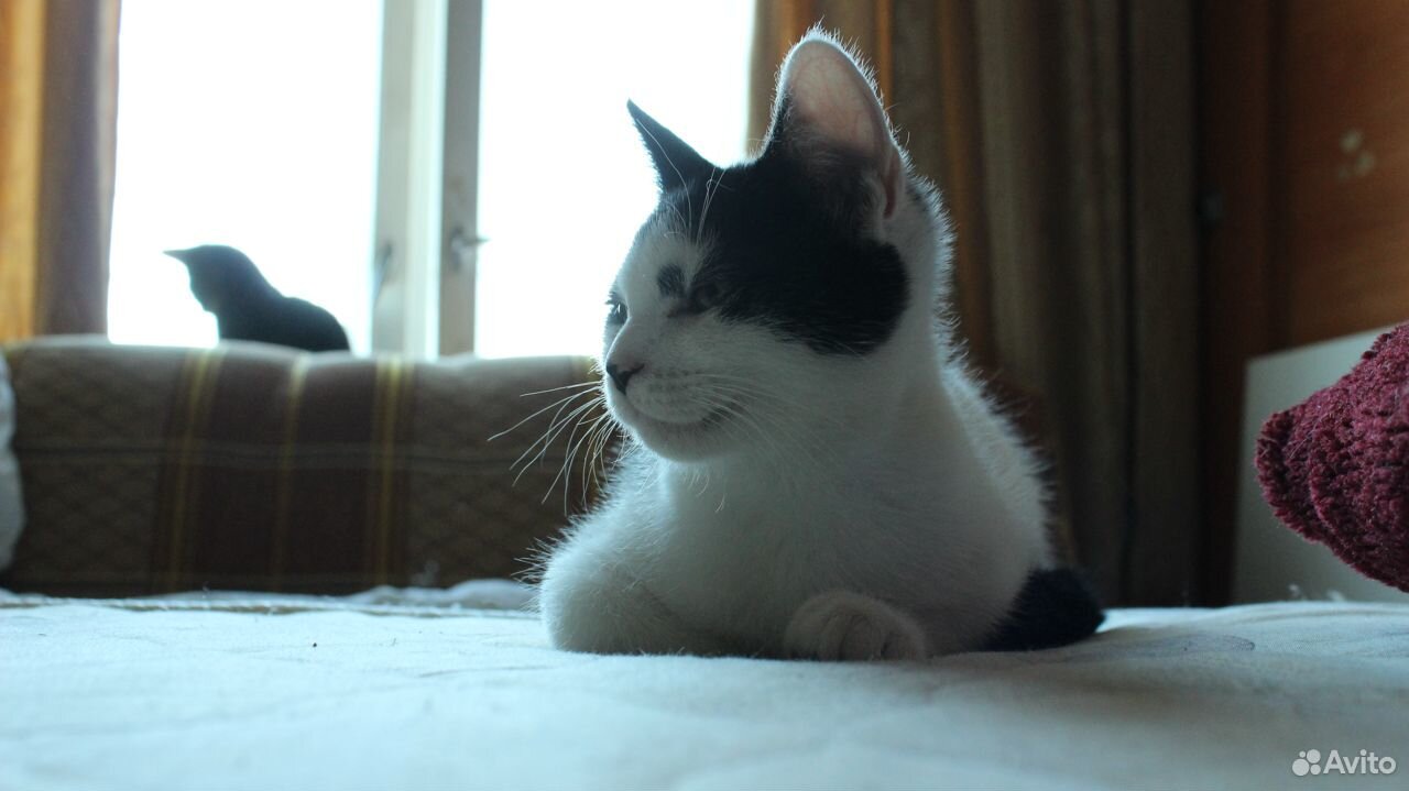 Ласковые черно-белые котята, отдам купить на Зозу.ру - фотография № 6