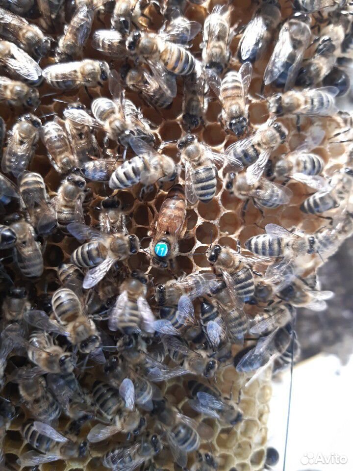 Пчеловодство купить на Зозу.ру - фотография № 5