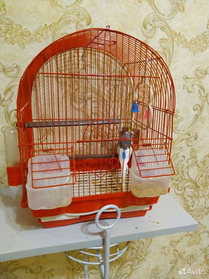 Клетка с попугаем купить на Зозу.ру - фотография № 3