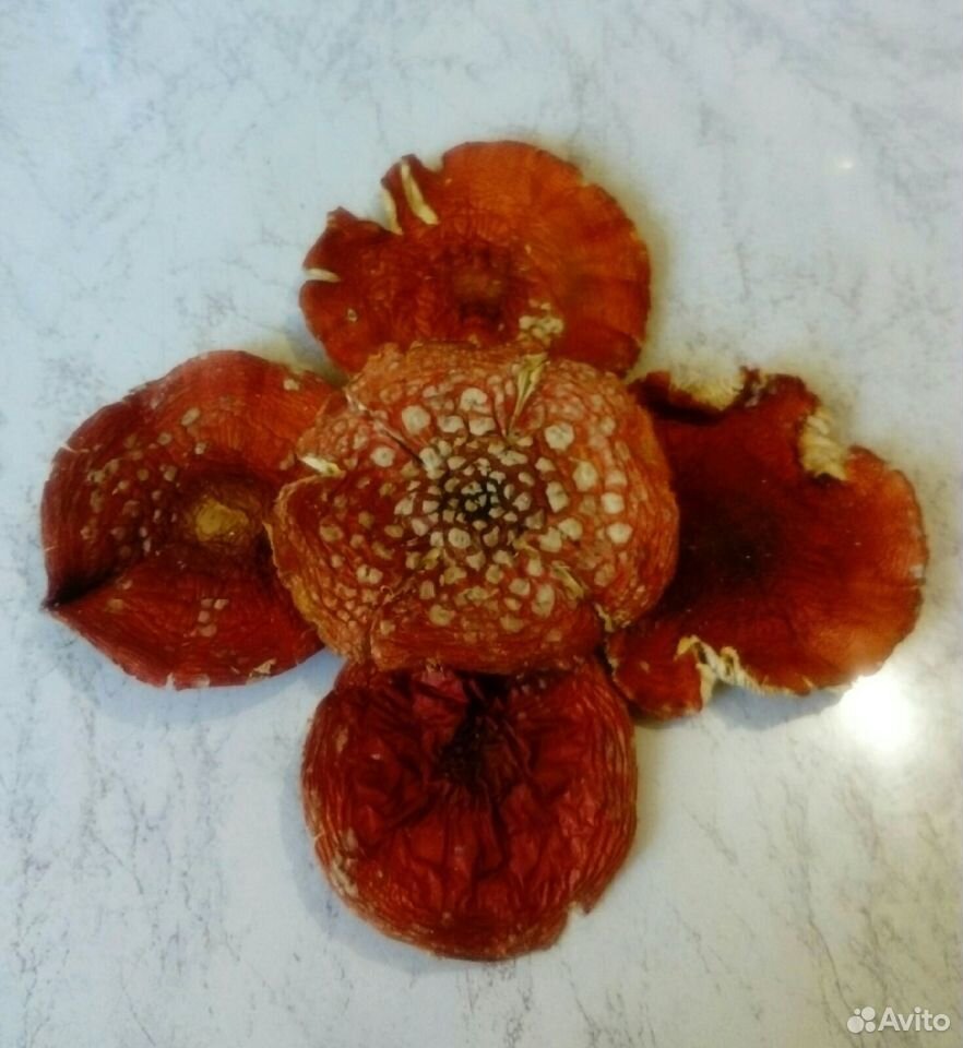 Мухомор красный (лат. Amanita muscaria) купить на Зозу.ру - фотография № 1
