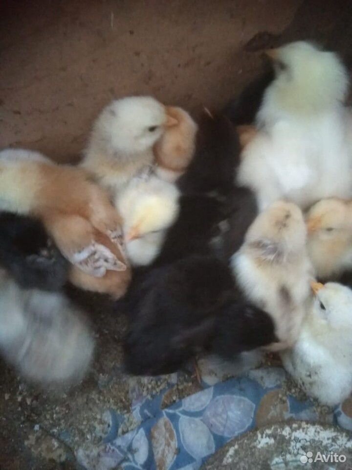 Продам цыплят кур купить на Зозу.ру - фотография № 1