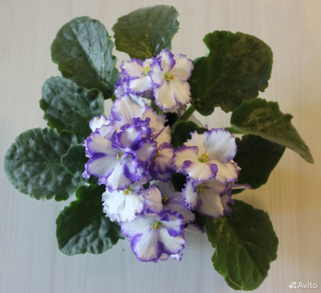 Фиалочки- первое цветение купить на Зозу.ру - фотография № 2