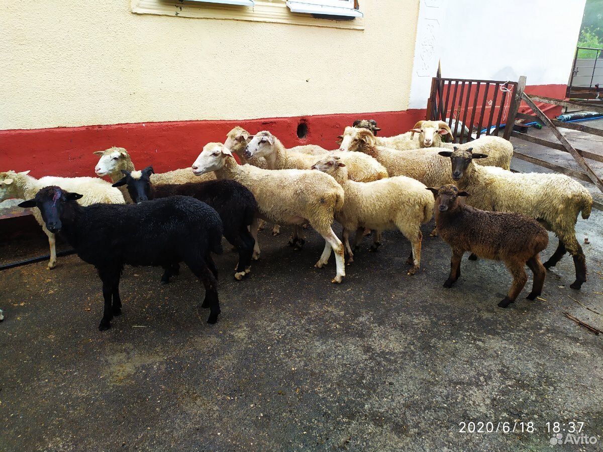 Овцы оптом купить на Зозу.ру - фотография № 1
