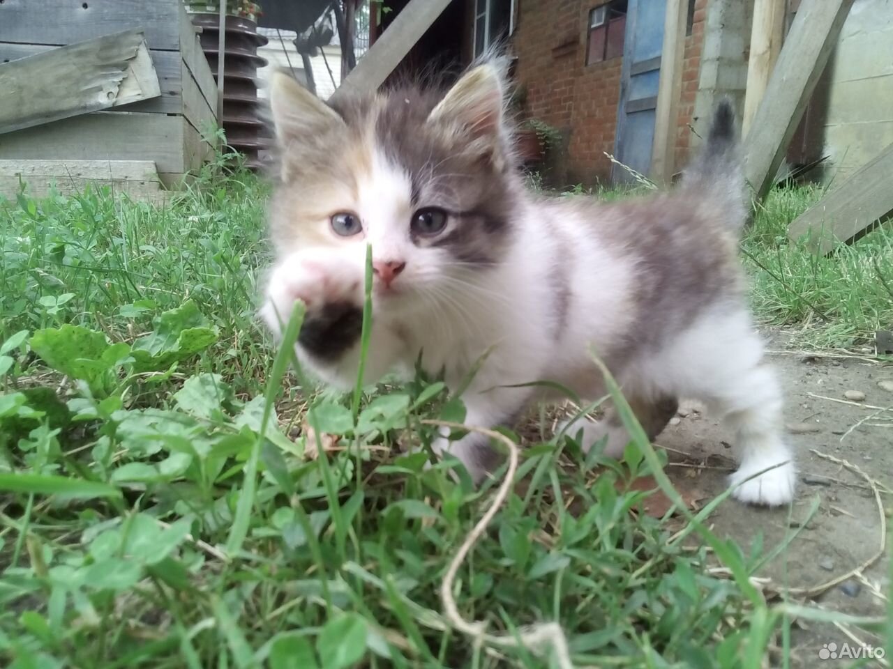 Котенок 1.5 месяца купить на Зозу.ру - фотография № 1