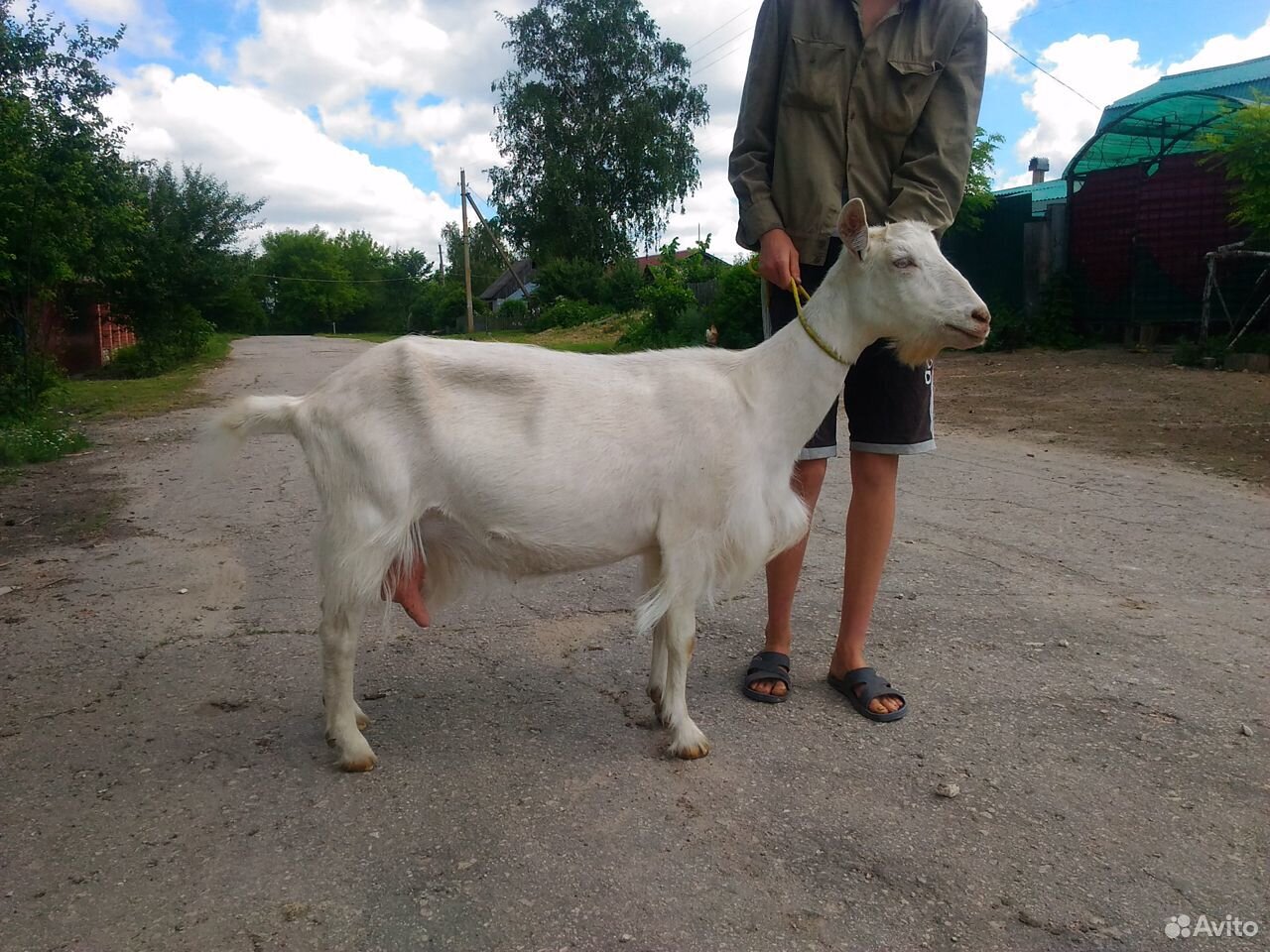 Продам козу дойную альпийско-зааненскую купить на Зозу.ру - фотография № 2