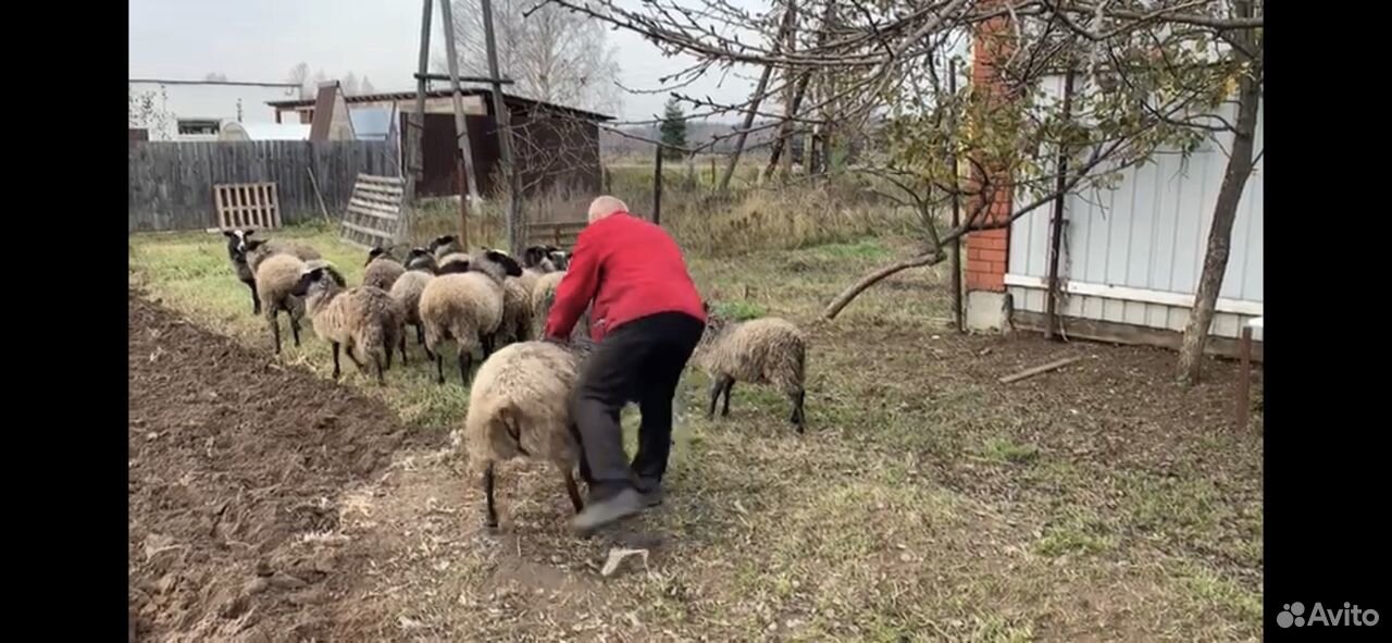 Овцы Романовские купить на Зозу.ру - фотография № 3