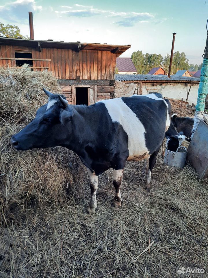 Продам корову, телку, быка, телят купить на Зозу.ру - фотография № 1
