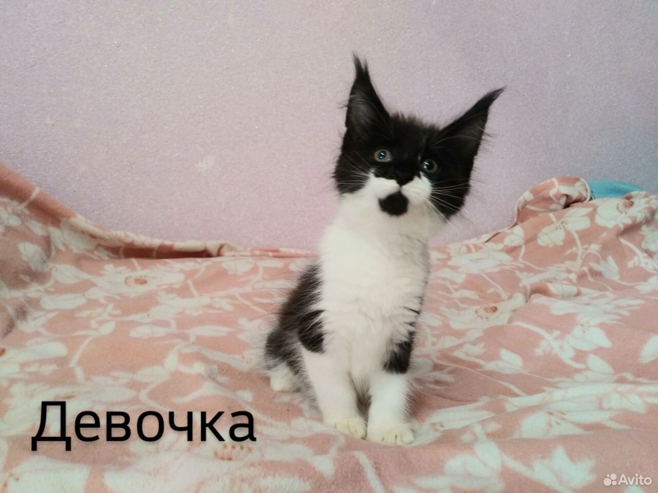 Котята мейн-куна купить на Зозу.ру - фотография № 1