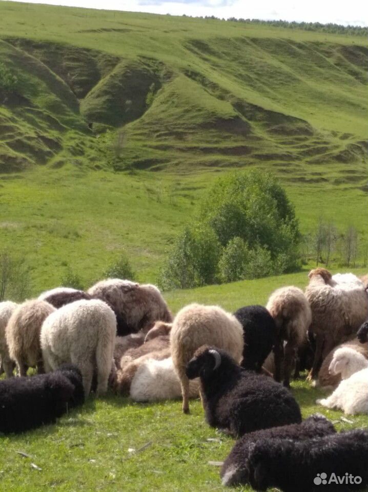 Овцы, бараны, ягнята купить на Зозу.ру - фотография № 2