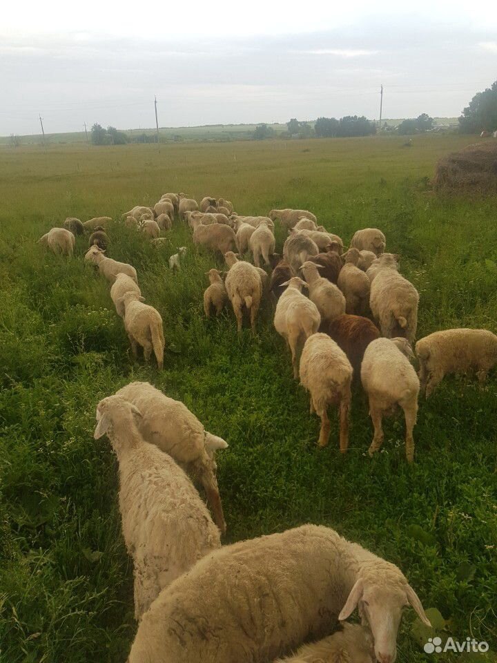 Бараны, овцы, ягнята купить на Зозу.ру - фотография № 2