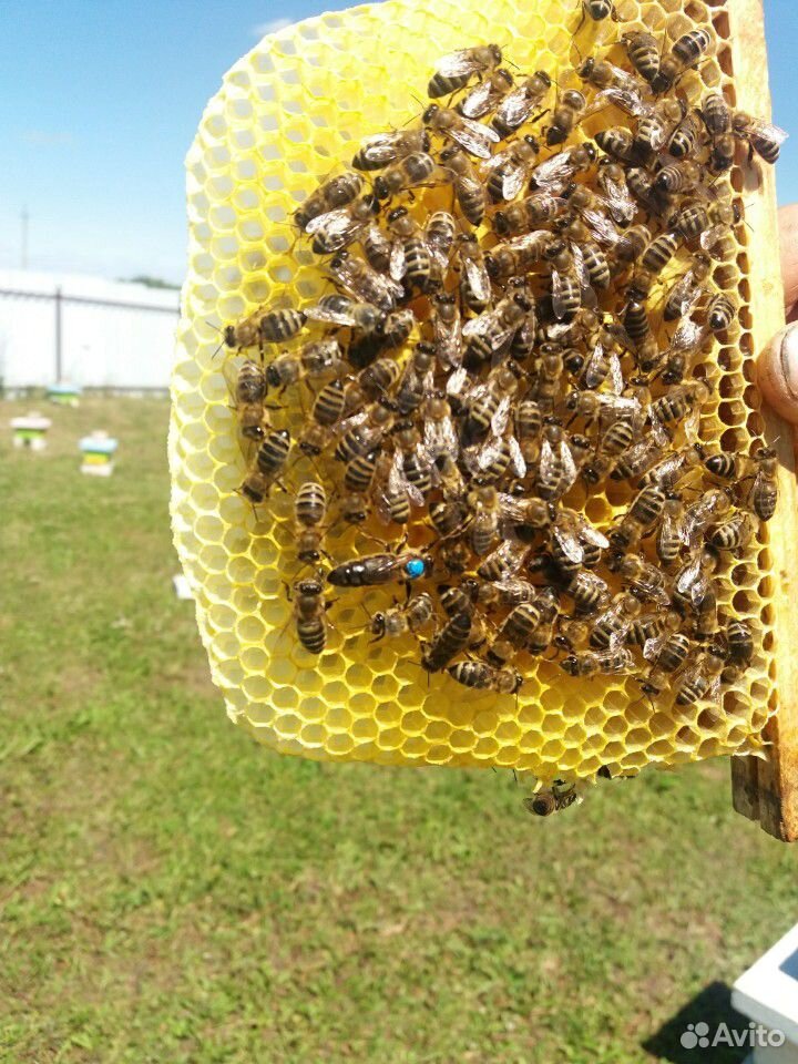 Плодные пчеломатки купить на Зозу.ру - фотография № 2