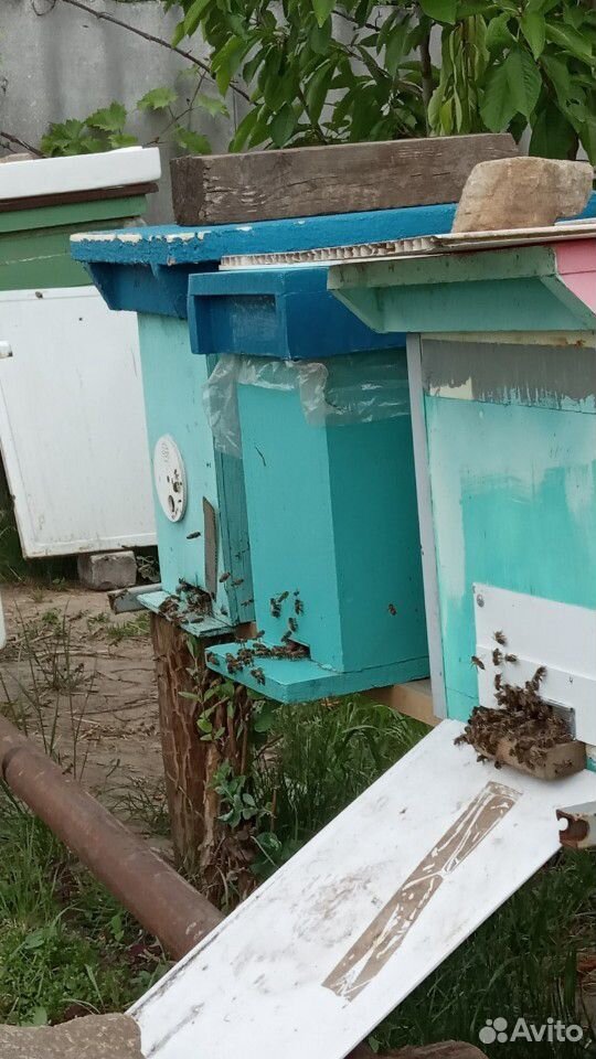Семьи пчел, отводки купить на Зозу.ру - фотография № 1