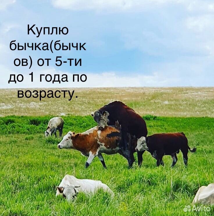 З.А.К.У.П бычки,овечки с ягнатами,ярки купить на Зозу.ру - фотография № 1
