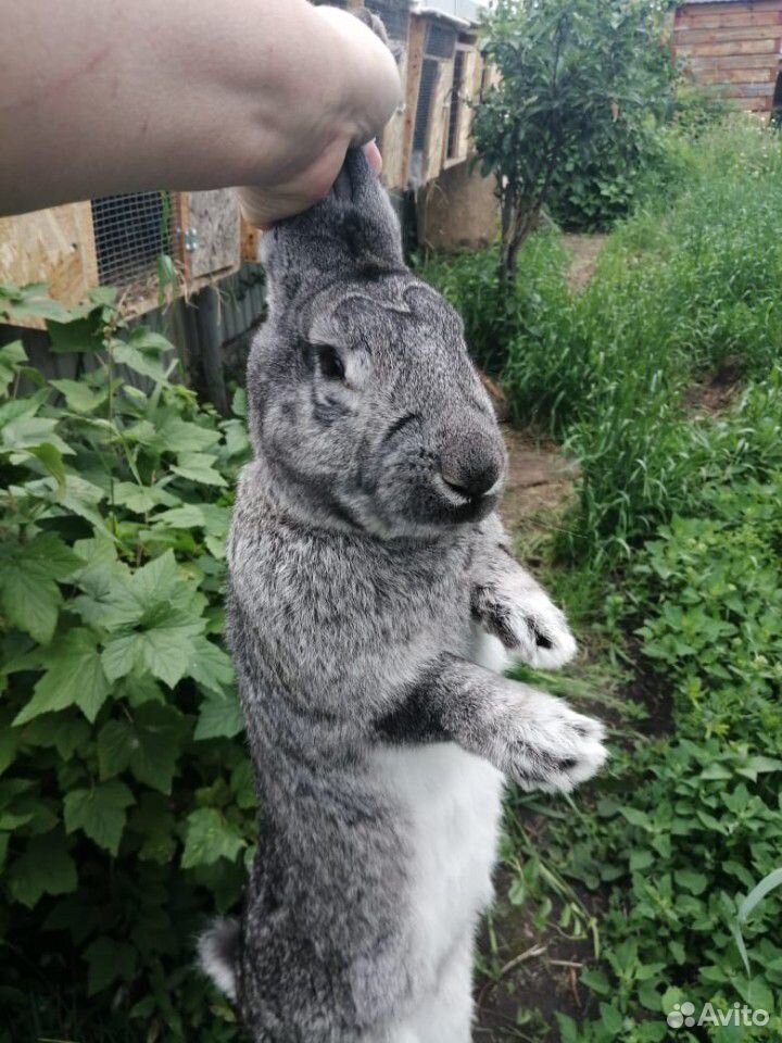 Кролик чистопор. серый великан 8 мес купить на Зозу.ру - фотография № 1