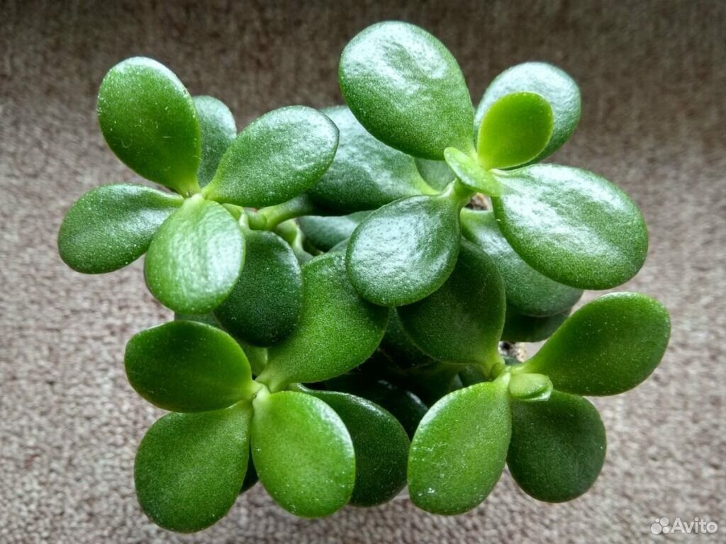 Jade Plant растение