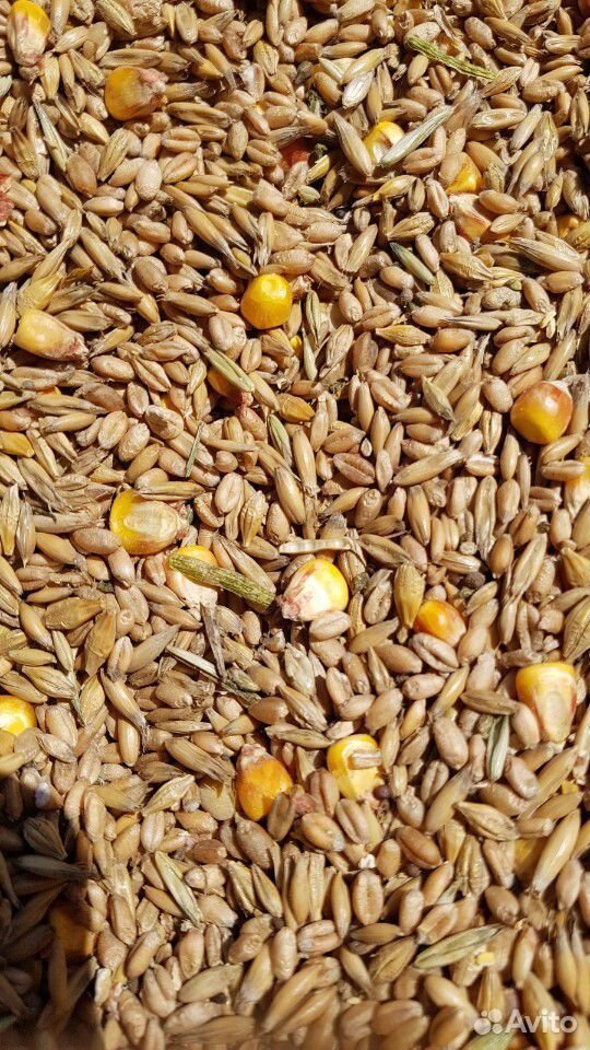 Зерносмесь пшеница-овес-ячмень-кукуруза купить на Зозу.ру - фотография № 1