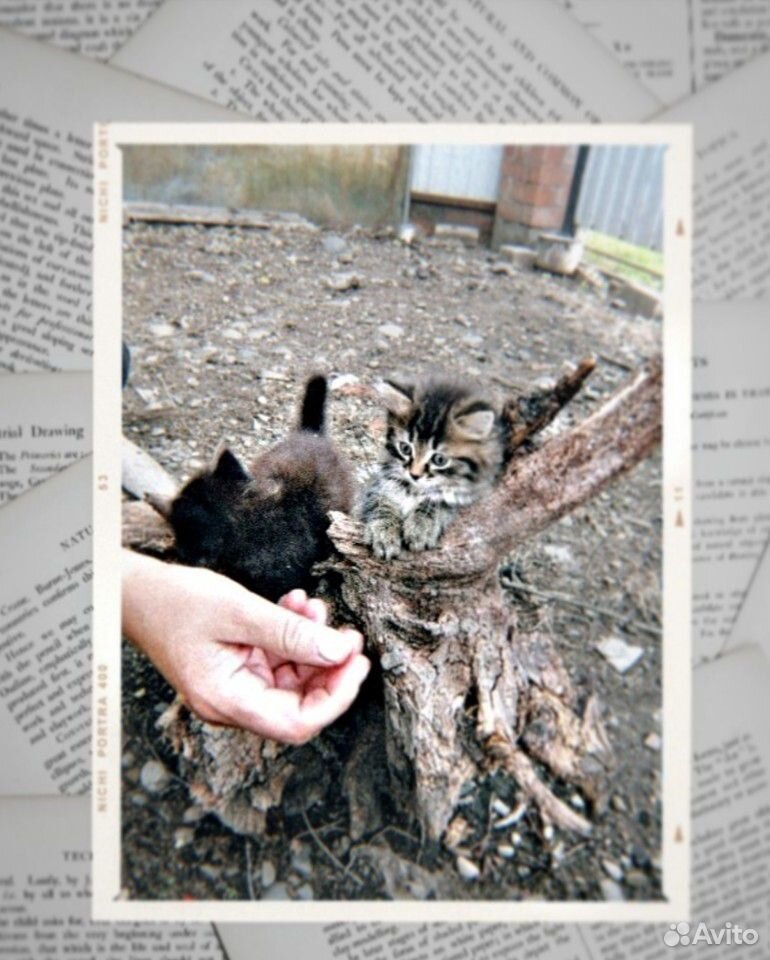 Котята, бесплатно купить на Зозу.ру - фотография № 1