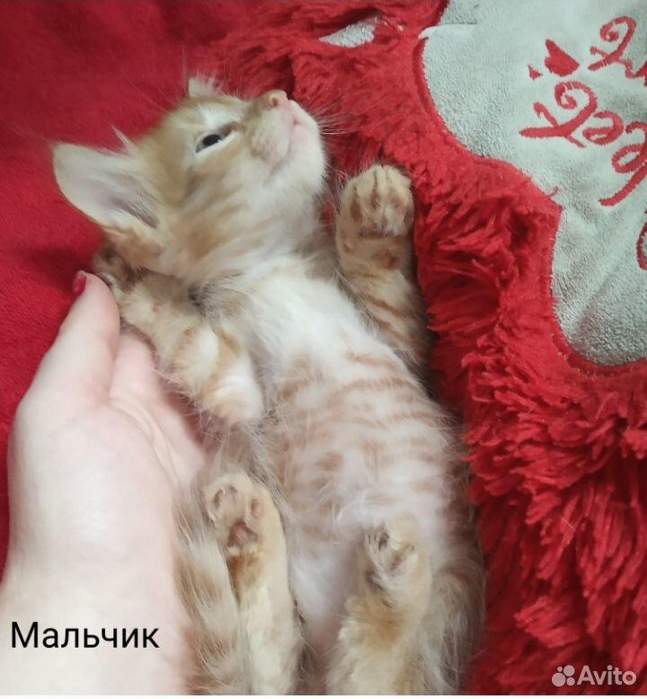 Отдам котят купить на Зозу.ру - фотография № 7