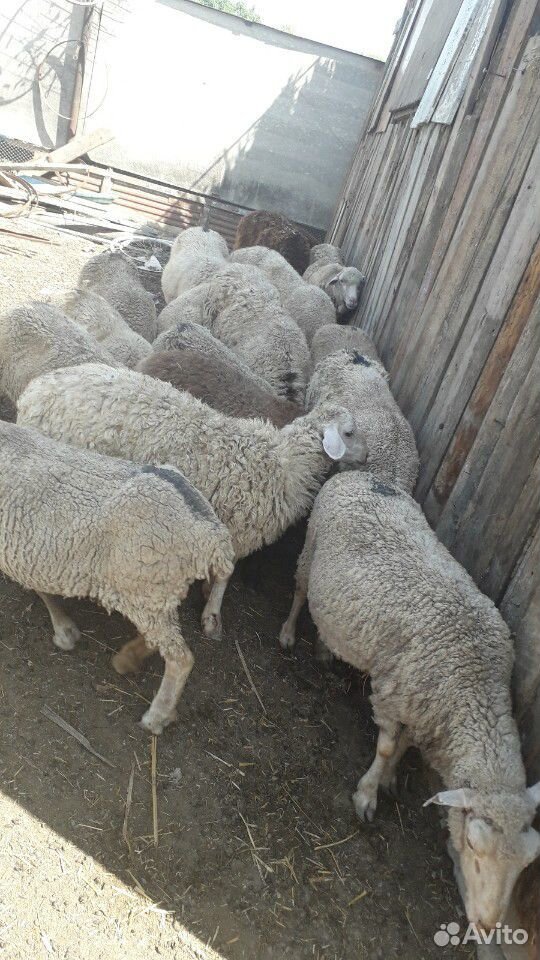Козы и овцы купить на Зозу.ру - фотография № 5