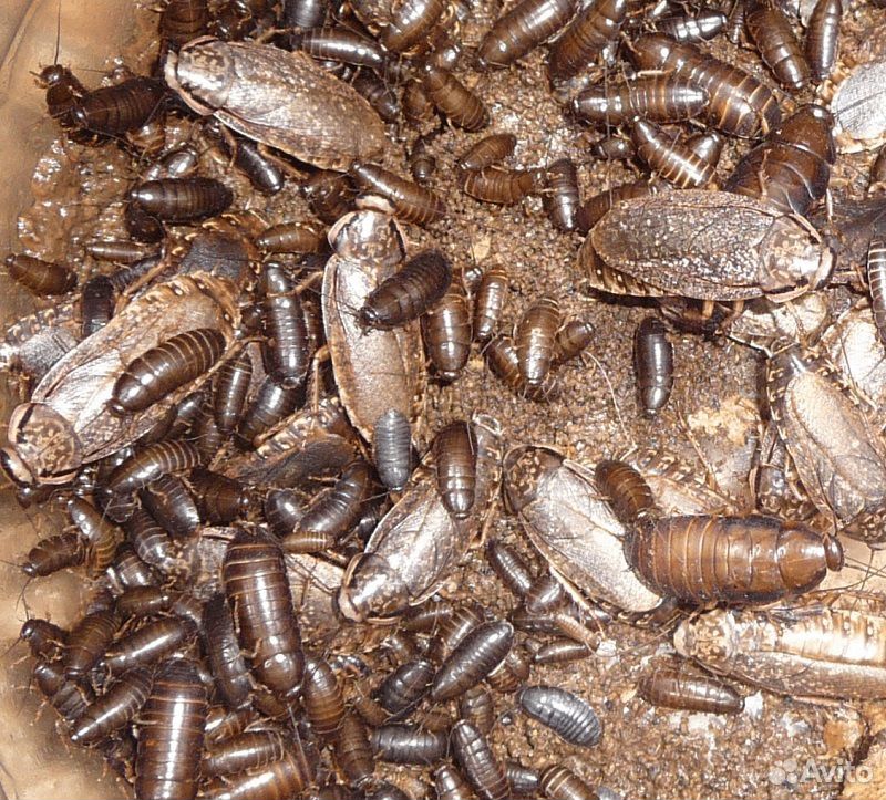 Мраморные тараканы купить на Зозу.ру - фотография № 2