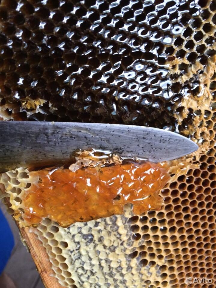 Алтайский мед от пчеловода(опт,розница) купить на Зозу.ру - фотография № 1
