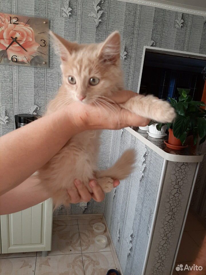 Котёнок в добрые руки купить на Зозу.ру - фотография № 2