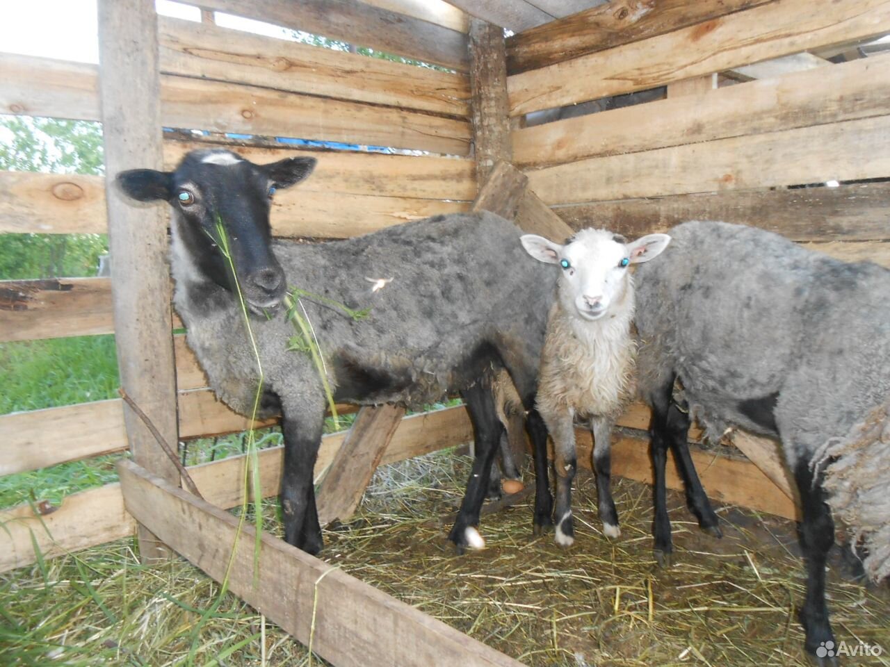 Продам овечек купить на Зозу.ру - фотография № 2