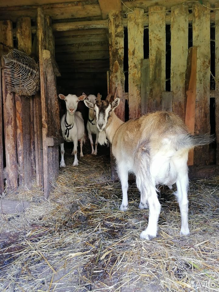 Продам коз и козлят купить на Зозу.ру - фотография № 8