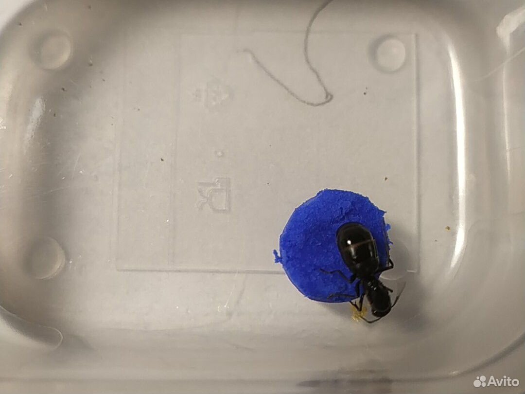 Матка муравья- -Camponotus saxatilis купить на Зозу.ру - фотография № 1